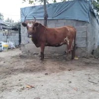 گاو تالشی ۸ماه شکم با برگه تست ابستنی