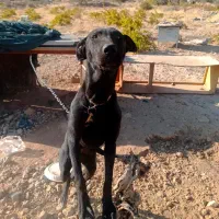 واگذاری سگ دوبرمن|سگ|شیراز, حومه شیراز|دیوار