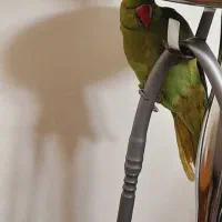 طوطی سبز ، ملنگو ، جوجه ملنگو