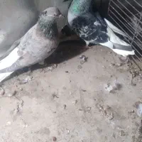 دم‌سفید‌۳۵۰۰|پرنده|محمدیه-قزوین, |دیوار