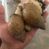 حلزون آچاتینا