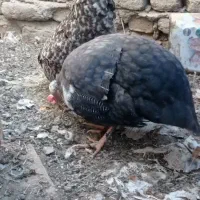 مرغ شاخی