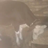شنگل  دو ماه آبستن فقط ۲۷۰ ملیون