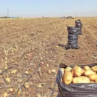 سرکارگر|خدمات باغبانی و درختکاری|کرمانشاه, |دیوار