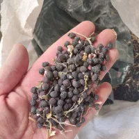 بذر البالو تلخ