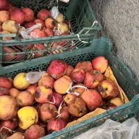 با سلام سیب وسیب زمینی برای گاوداری. قیمت ۱۰هزار