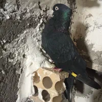 سلام معامله ای یافروشی