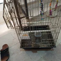 قفس عروس هلندی بزرگ در حد نو