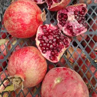 انار|خوردنی و آشامیدنی|مرودشت, ده بید|دیوار