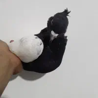 کبوترنر