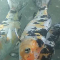 ماهی کوی نژاد دار|ماهی|تهران, ائمه اطهار|دیوار