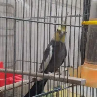 عروس هلندی نر