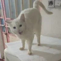 گربه سفید