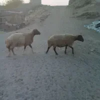 دوعدد گوشفند|حیوانات مزرعه|صالح آباد (ایلام), |دیوار