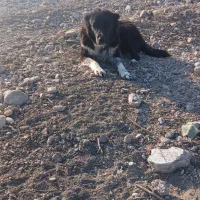 توله قدرجونی آبستن|سگ|دزفول, |دیوار