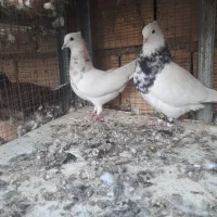 نر ماده طوقی|پرنده|بهبهان, |دیوار