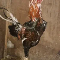 خروس چیل ۸ ماهه