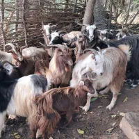 بز های جوان ۱ ساله حدود ۴۰ کیلویی گوسفند|حیوانات مزرعه|رشت, بازار|دیوار