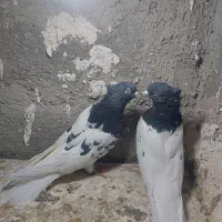 کبوتر کله سیاه|پرنده|بروجرد, |دیوار