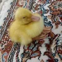 جوجه اردک  خوشکل