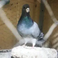 خرقه ماده