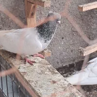 کله سبز ماده سالم