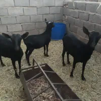 فروش گوسفند|حیوانات مزرعه|زرند, |دیوار