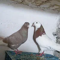 کبوتر
