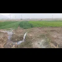 خوراکی و آشامیدنی|خوردنی و آشامیدنی|قلعه شاهین, |دیوار