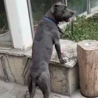 واگذاری سگ پیت بول خاکستری|سگ|تهران, الهیه|دیوار