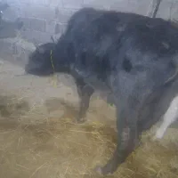 گاو نر دورک|حیوانات مزرعه|سیاهکل, |دیوار