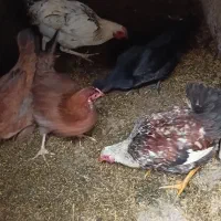 نیمچه|حیوانات مزرعه|شفت, |دیوار