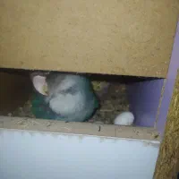 کوتوله برزیلی و عروس هلندی هر دو جفت