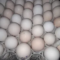 جوجه محلی ۱هفته ای.تخم غاز و اردک موجود