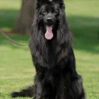 توله ژرمن وارداتی شپرد ۳ ماهه|سگ|رشت, آتشگاه|دیوار