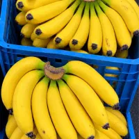 بازرگانی تخصصی موز