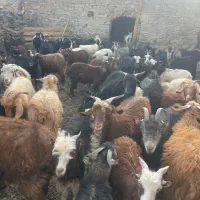 گله بزمحلی . زرند