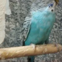 مرغ عشق‌|پرنده|شیروان (خراسان), |دیوار