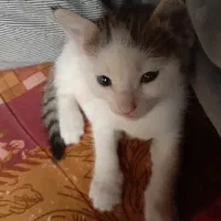 فروش بچه گربه فوری