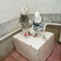 یه جفت طوقی الماسی و دره شهر