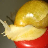 حلزون تراپی|آرایشی، بهداشتی، درمانی|اردبیل, |دیوار