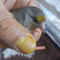 سهره قناری ماده