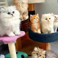 حراج بچه گربه های اصیل/خاص و لاکچری