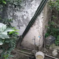 گل کاکتوس قیمت توافقی