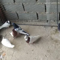 کفتر رنگی|پرنده|بجنورد, |دیوار