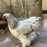 مرغ اصیل براهما بلولایت ۸ ماهه