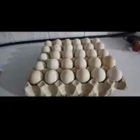 نطفه دار تضمینی