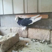 5 عدد کبوتر تزیینی|پرنده|قم, سربخش|دیوار