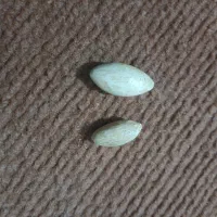 مهره|کلکسیون اشیاء عتیقه|گالیکش, |دیوار