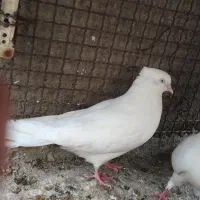 زاغ|پرنده|بم, |دیوار